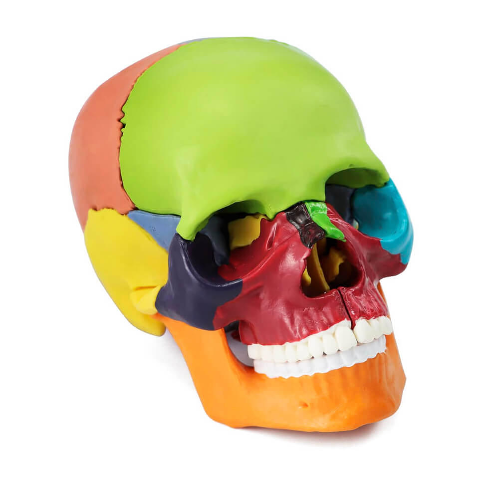 Model anatomiczny mini czaszka